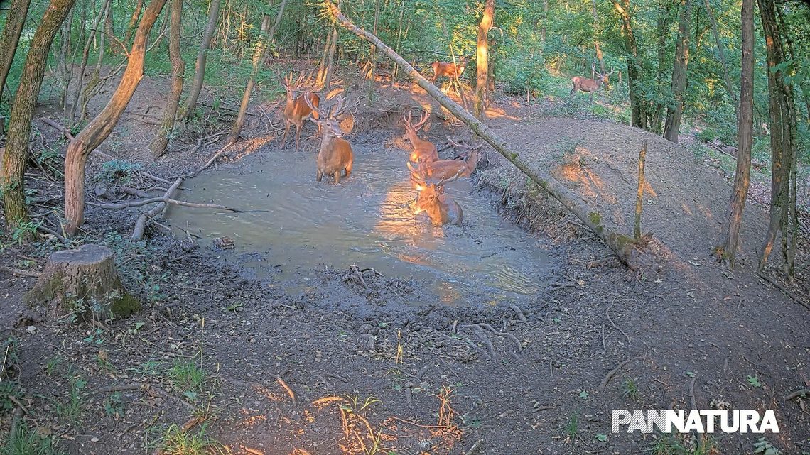 Hirsche suhlen sich in einem Schlammloch im Wald, mehrere Hirsche mit Geweih.