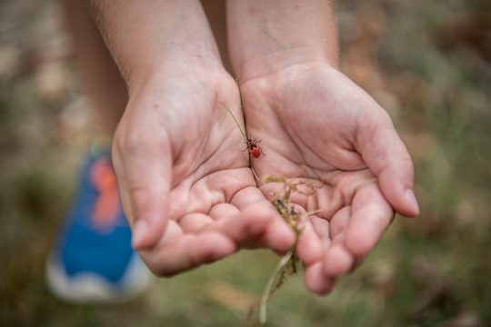 Kinderhände und Käfer beim Naturprojekt in Lackenbach