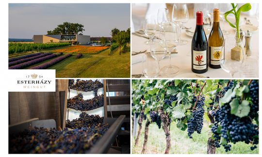 Fotocollage Weingut Esterházy